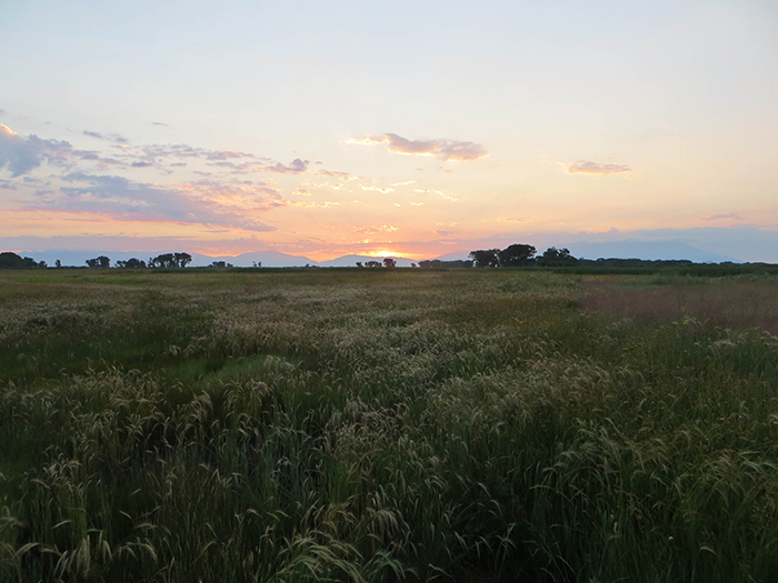 Higel Meadow Sunrise